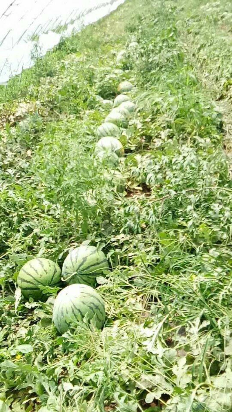 华欣西瓜8斤打底8成熟1茬