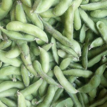 云南省元谋毛豆，青绿饱满12~18克。