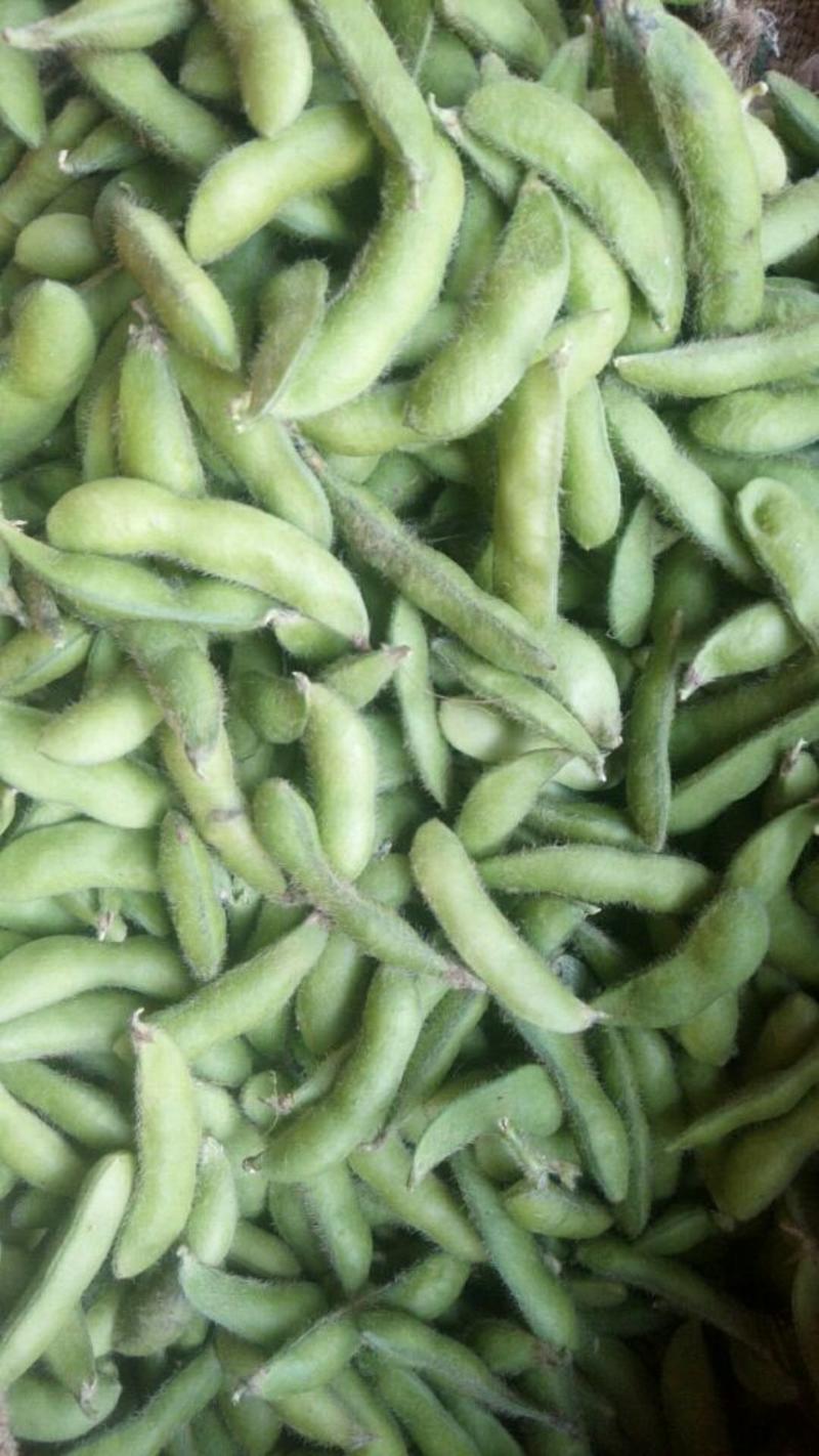 云南省元谋毛豆，青绿饱满12~18克。