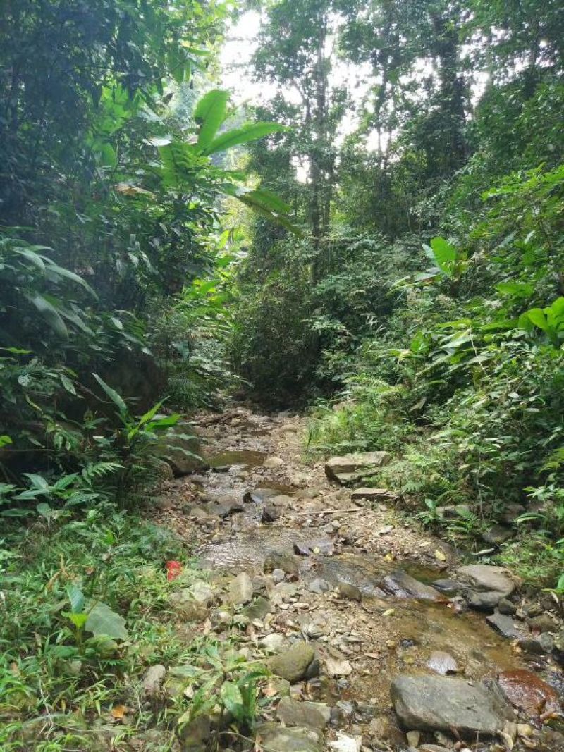 野挂蜂蜜，悬涯蜜，土洞蜜2斤