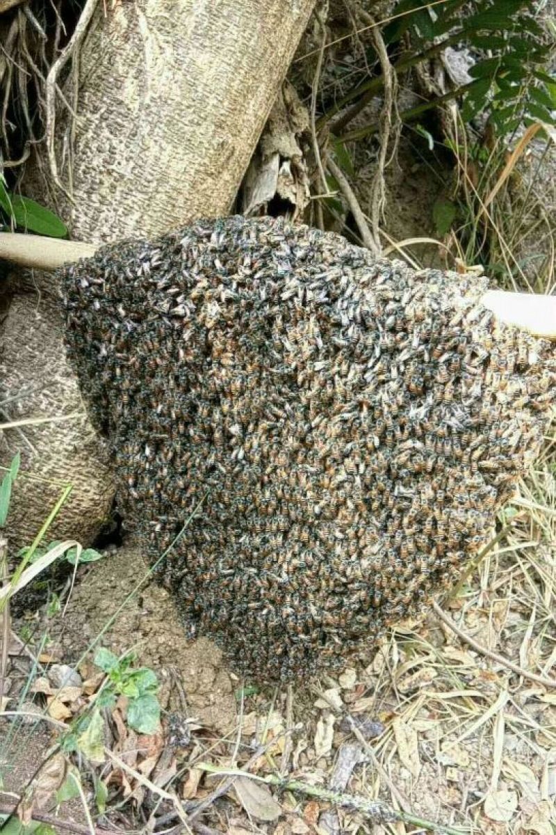 野挂蜂蜜，悬涯蜜，土洞蜜2斤