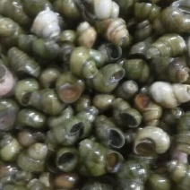 田螺食用鲜活