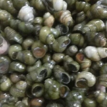 田螺食用鲜活