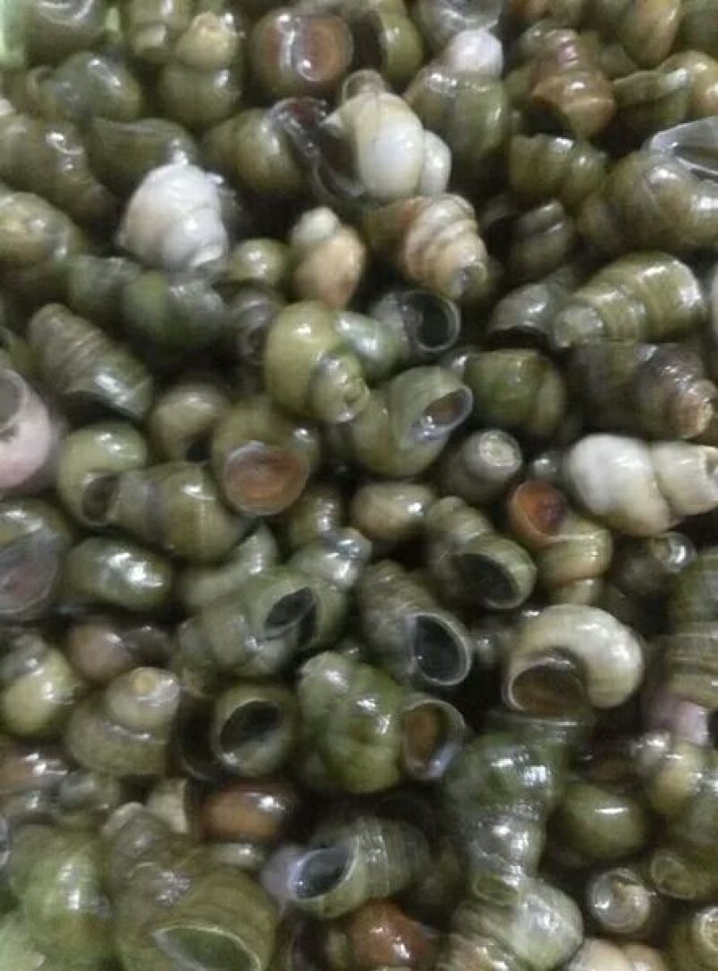 田螺食用鲜活