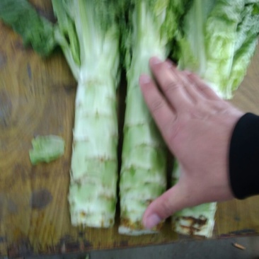 莴苣2斤以上40~50cm