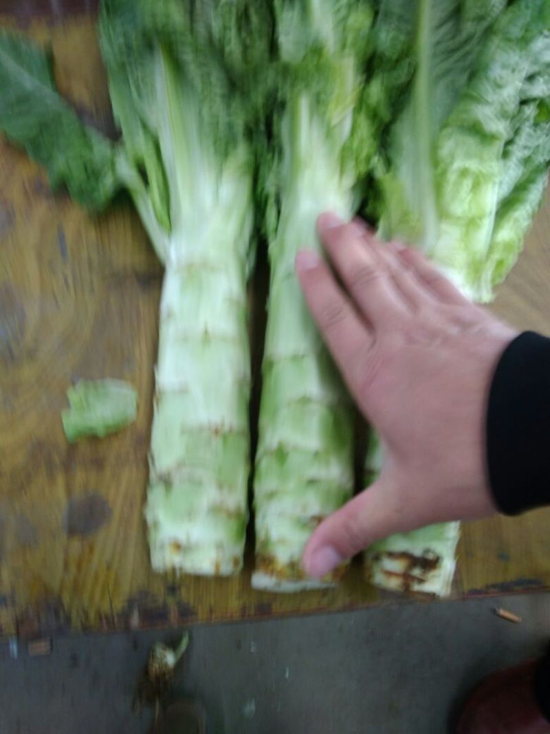 莴苣2斤以上40~50cm