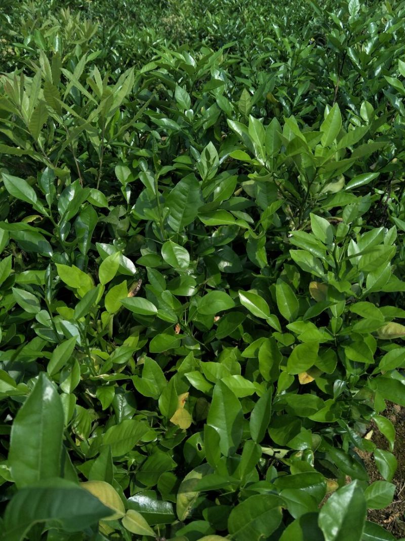 香橼树苗30~50cm，香橼树绿化树