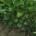 香橼树苗30~50cm，香橼树绿化树