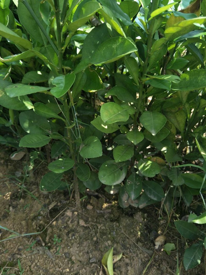 香橼树苗30~50cm，香橼树绿化树