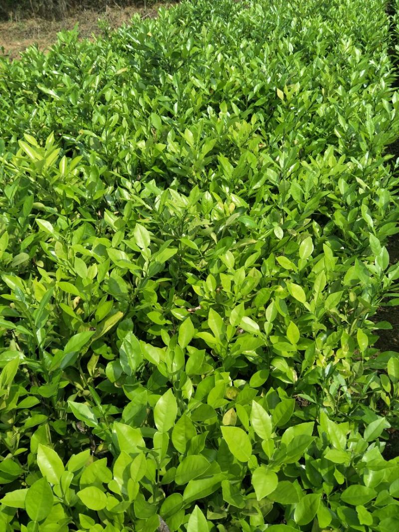 香橼树苗30~50cm，香橼树绿化树