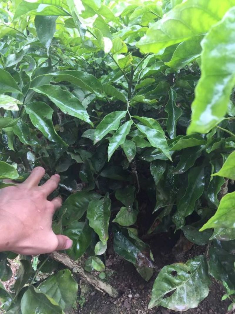 黄皮果苗30~50cmcm