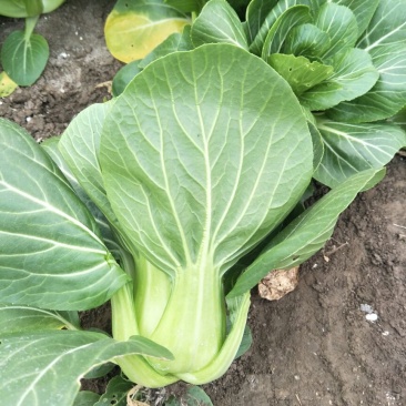 小油菜1两以上