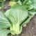 小油菜1两以上