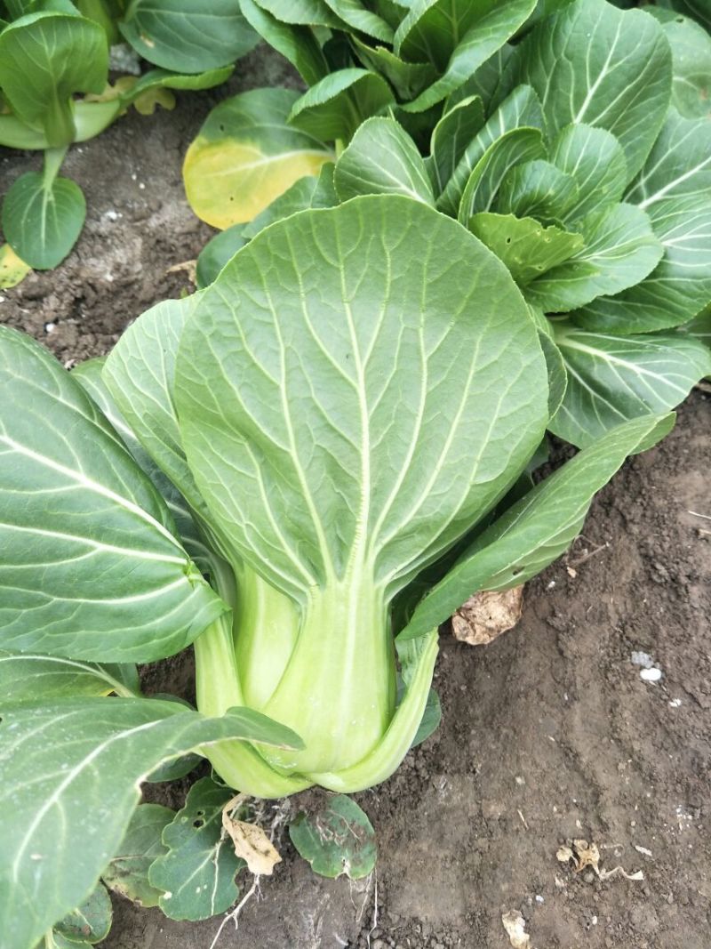 小油菜1两以上