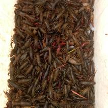 克氏原螯虾与河蟹混养4-6钱（20-30克）活虾
