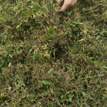石橄榄