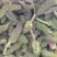 构棒穗构不素构棒穗