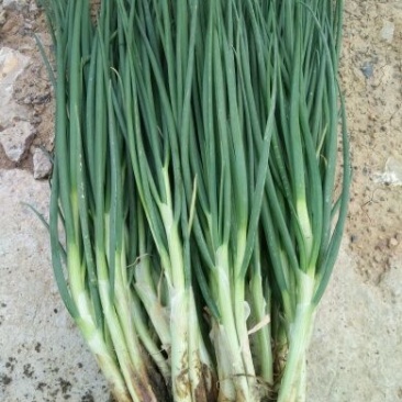 四季小葱45~50cm