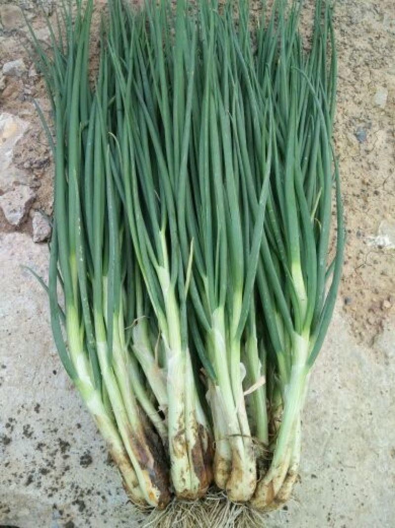 四季小葱45~50cm