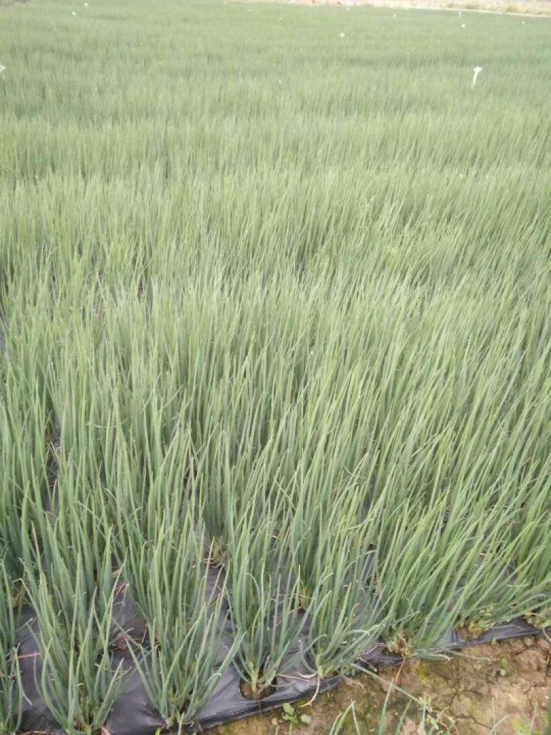 四季小葱45~50cm