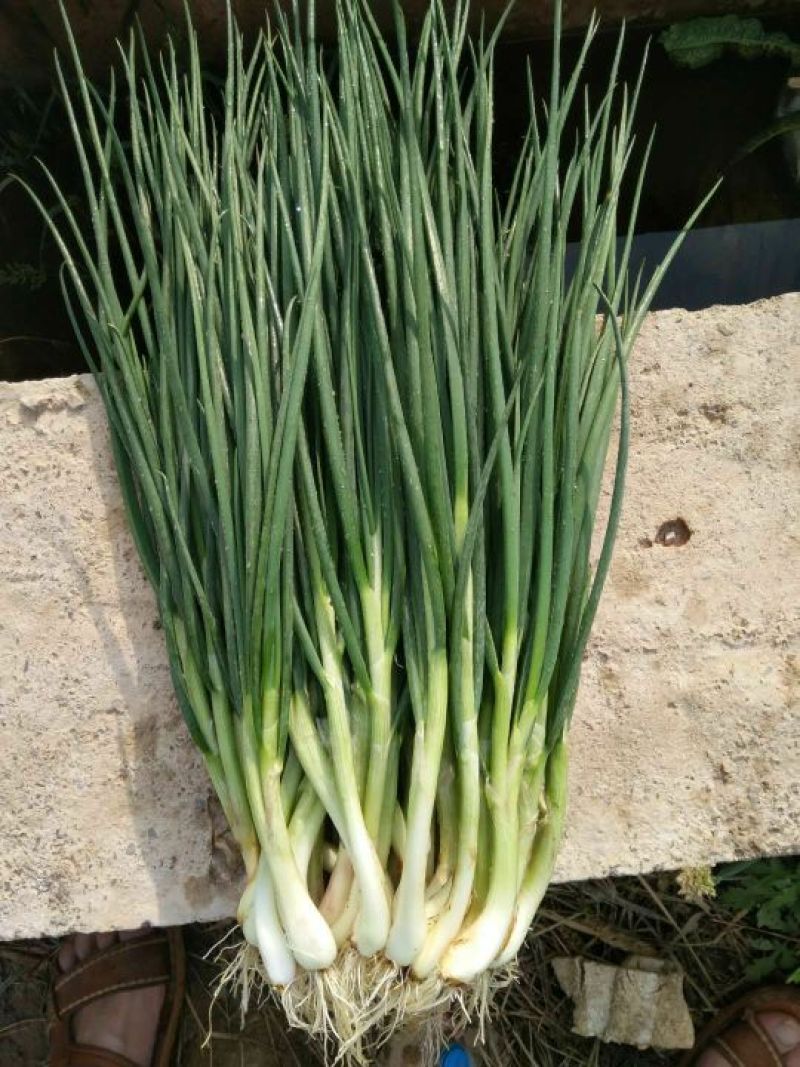 四季小葱45~50cm