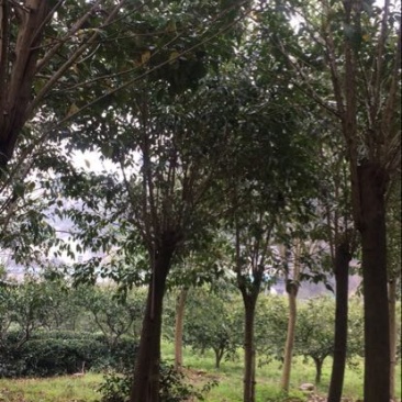 高杆女贞14~16cm