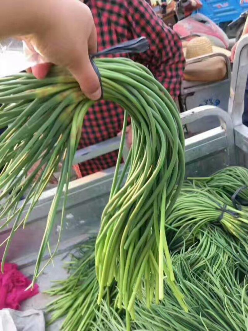 金乡杂交蒜薹精品50~60cm可供应国内外各地市场。