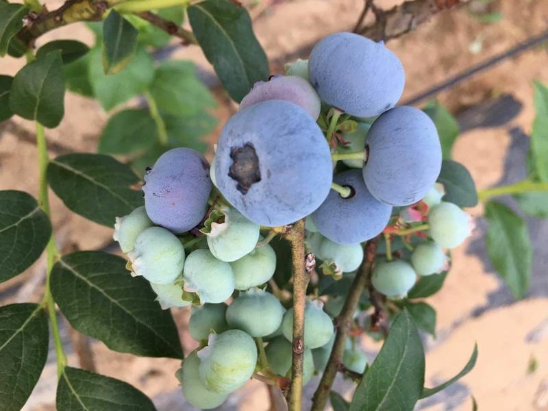 蓝丰蓝莓鲜果12~14mm以上