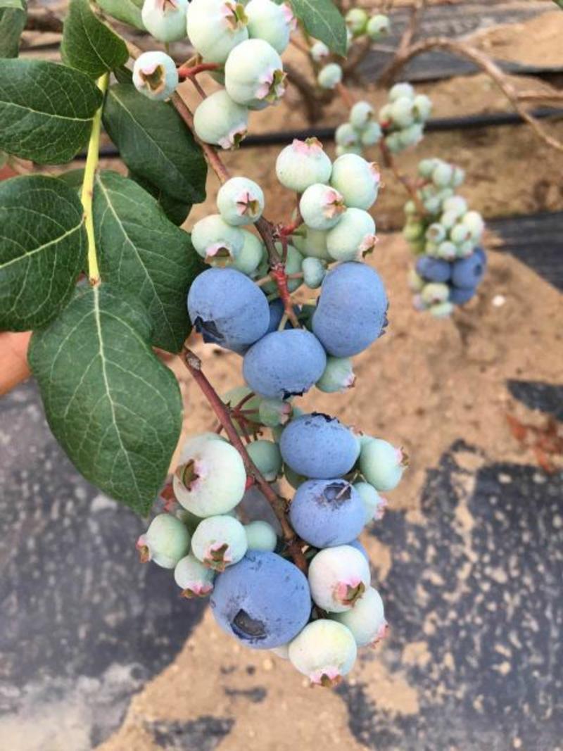 蓝丰蓝莓鲜果12~14mm以上