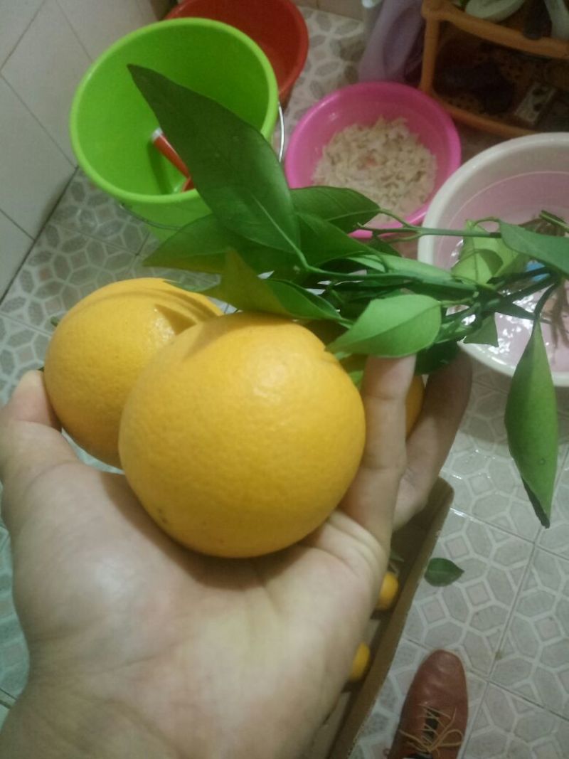 寻乌县赣南脐橙价格优惠中