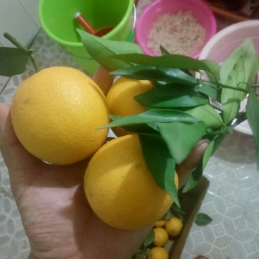 寻乌县赣南脐橙价格优惠中