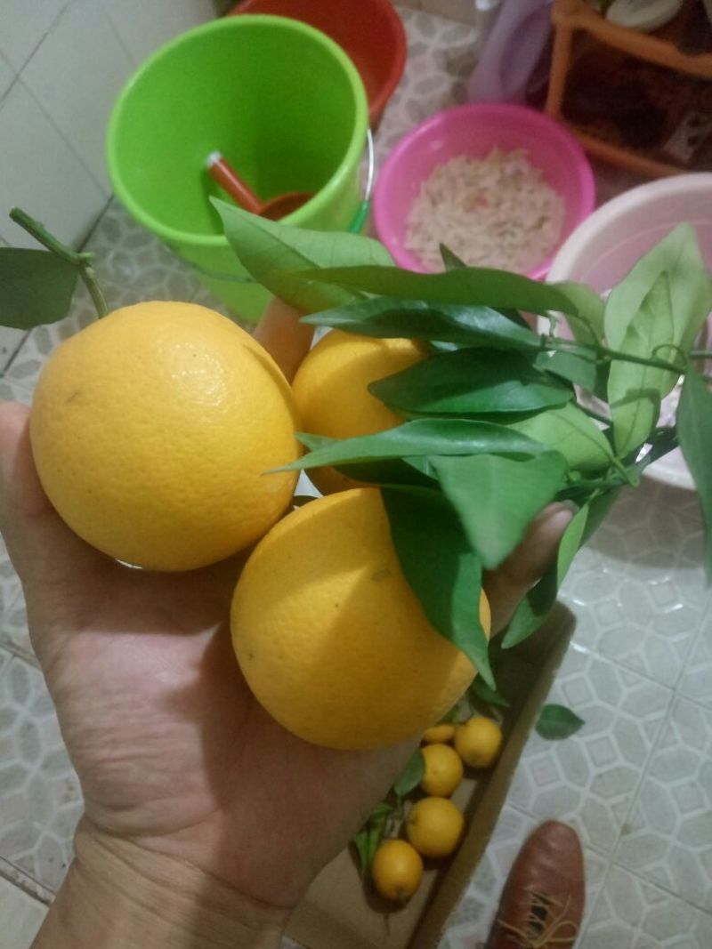 寻乌县赣南脐橙价格优惠中