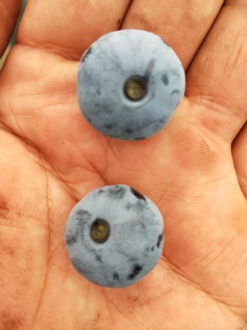 蓝丰蓝莓12~14mm以上鲜果