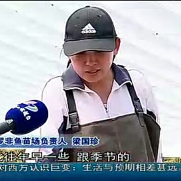 吉富罗非鱼苗8朝