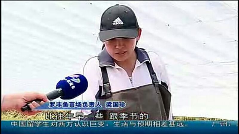 吉富罗非鱼苗8朝