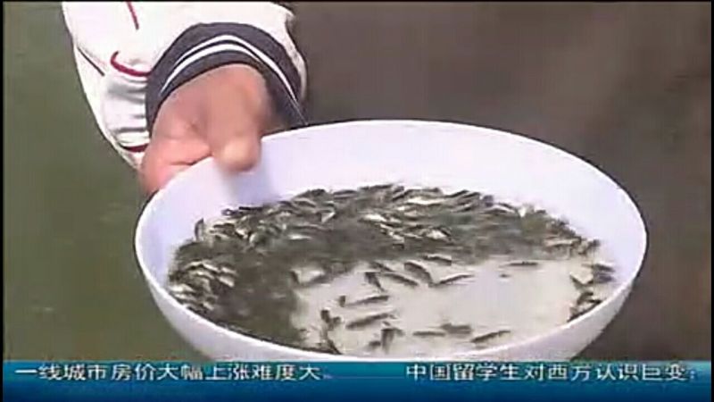 吉富罗非鱼苗8朝
