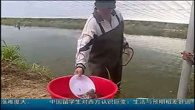 吉富罗非鱼苗8朝