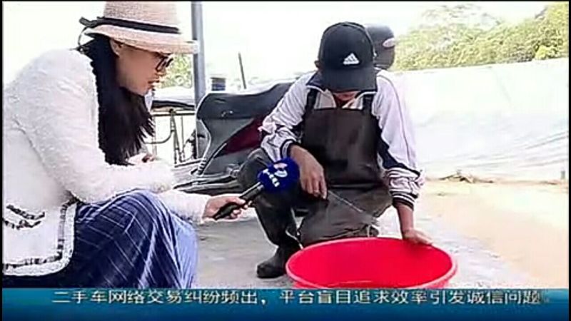 吉富罗非鱼苗8朝