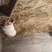 三元猪100~150公斤