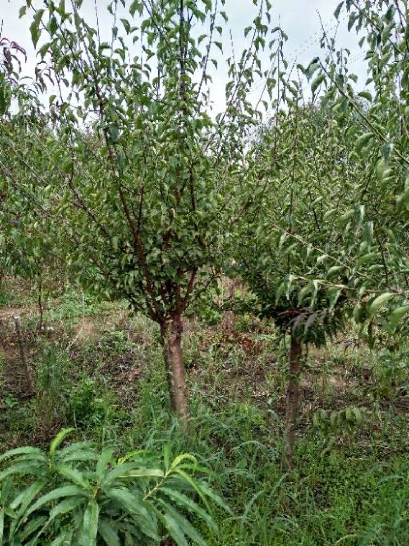 红梅6~8cm4~6cm2.5~3米