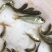 河鲤鱼鱼苗0.5公斤以下