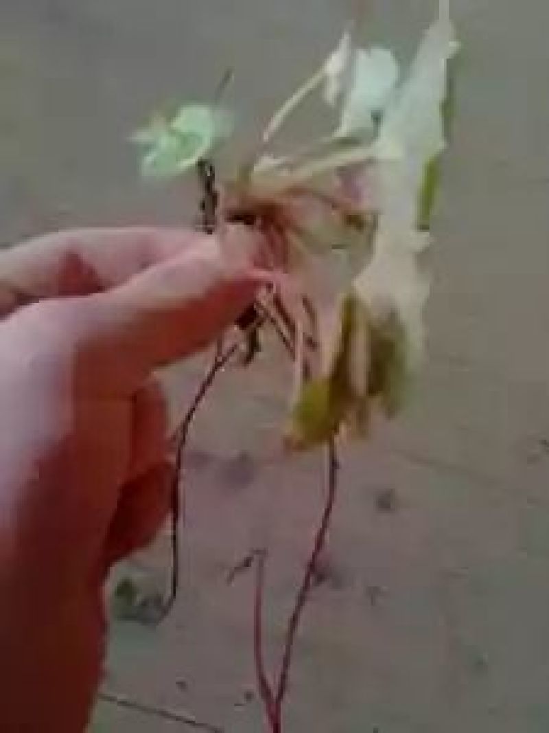 虎耳草全草石荷叶金线的吊芙蓉老虎耳耳朵红