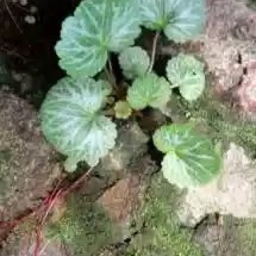 虎耳草全草石荷叶金线的吊芙蓉老虎耳耳朵红