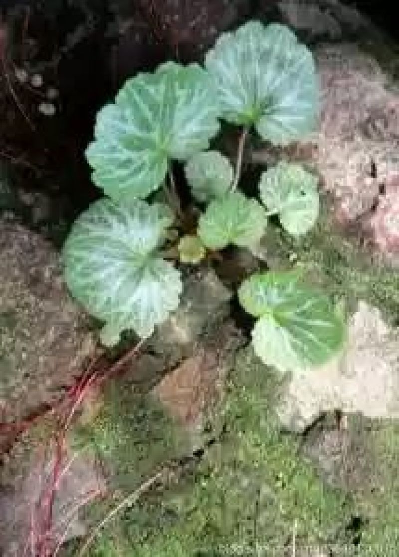 虎耳草全草石荷叶金线的吊芙蓉老虎耳耳朵红
