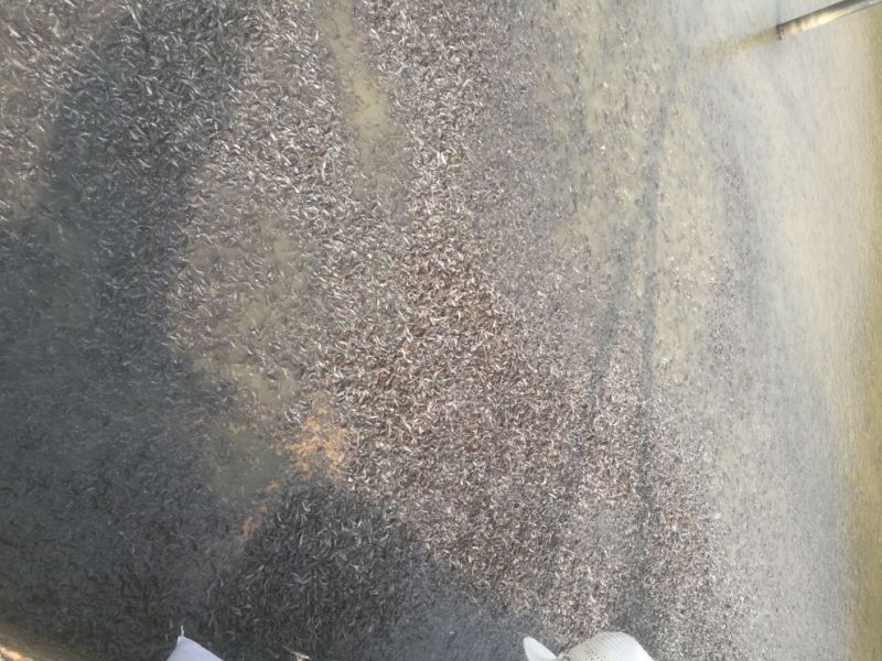 胡子鲶苗八须鲶鱼苗八胡鲶鱼苗