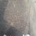 胡子鲶苗八须鲶鱼苗八胡鲶鱼苗