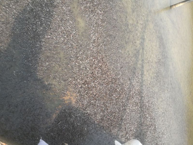 胡子鲶苗八须鲶鱼苗八胡鲶鱼苗