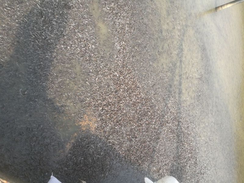 胡子鲶苗八须鲶鱼苗八胡鲶鱼苗