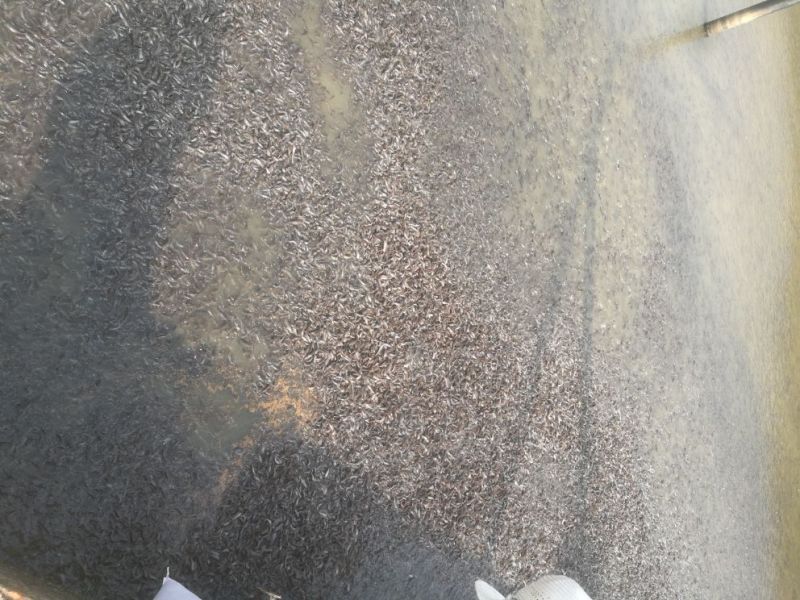 胡子鲶苗八须鲶鱼苗八胡鲶鱼苗