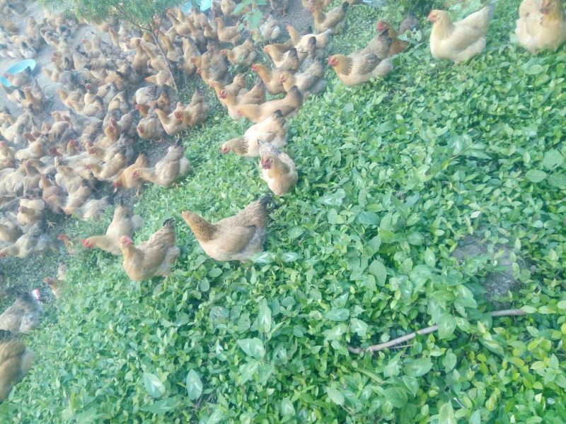 走地鸡5~6斤散养土鸡